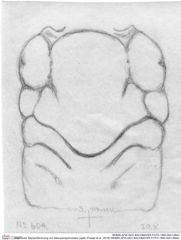 Historische Skizze/Zeichnung von Mesoparapylocheles zapfei (Fraaije et al., 2019) (NHMW-AFW-GEO-BACHMAYER-FOTO-1990-0041-0604)